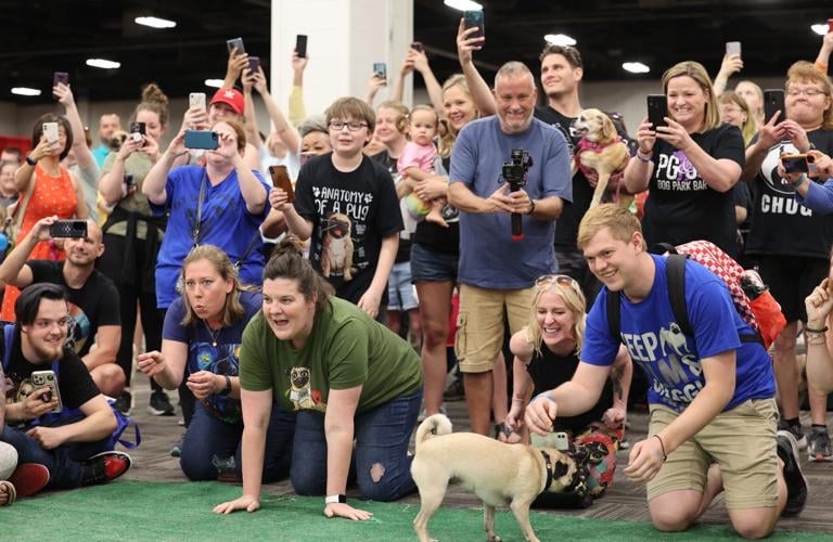 People cheer on pugs racing