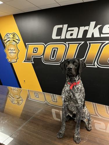 K-9 Dozer (2).jpg
