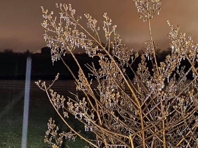 ICE - TREES - SPRINGFIELD, KY .jpg