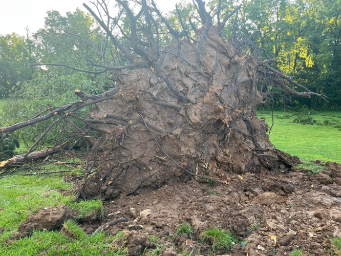 Close up of Uprooted tree in Paoli