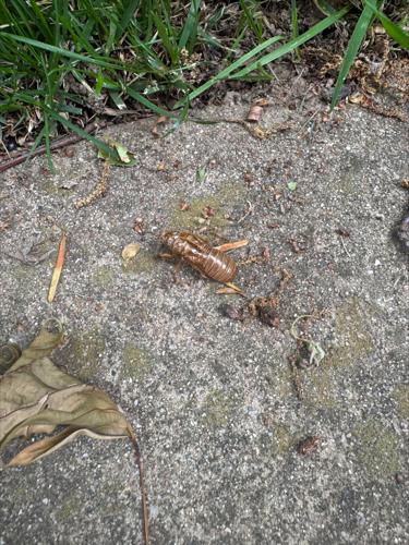 Cicadas