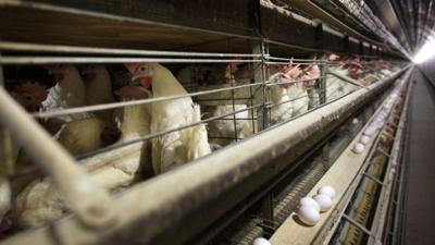 Chickens 11-17-19 AP.jpg