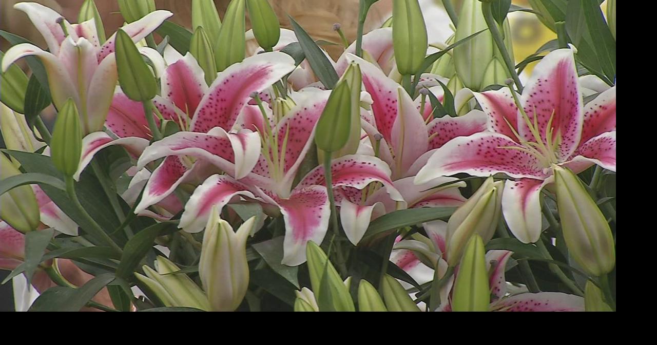 Garland of Lillies assembled for Kentucky Oaks winner at Middletown