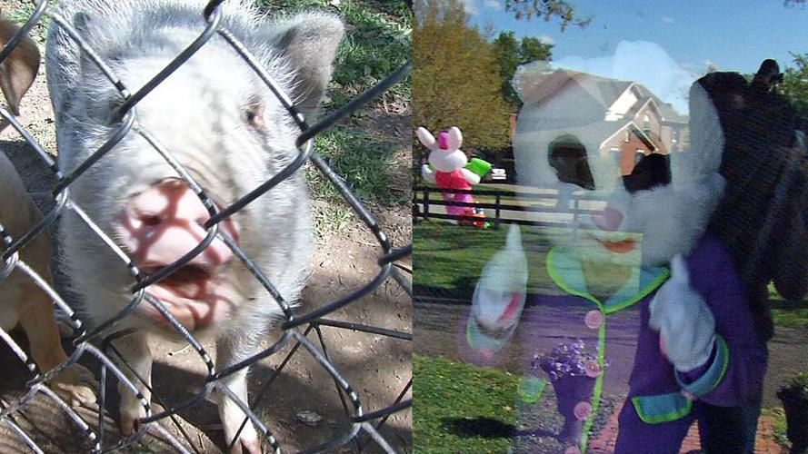 'Carl Pig' and the 'No-Contact Easter Bunny'