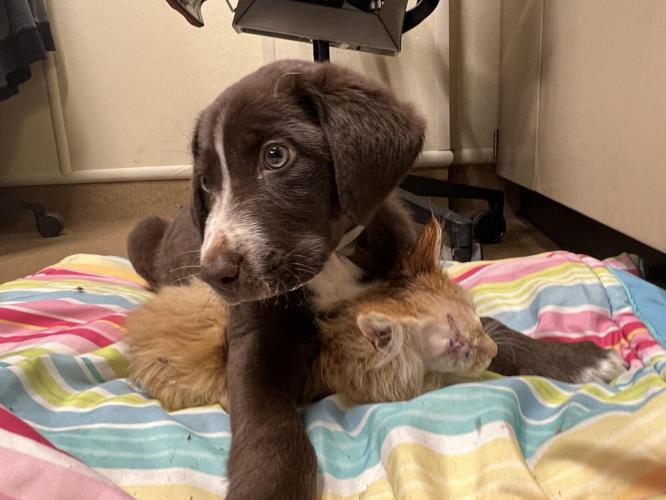 Quill and Fritter 4.jpg