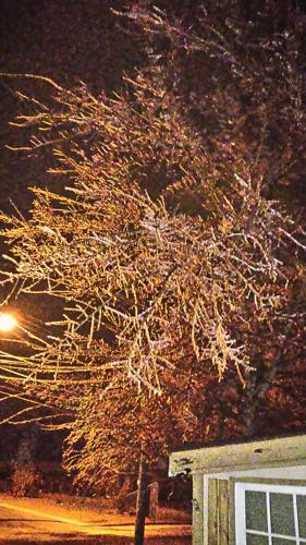 Icicles on trees in Mount Washington.JPG