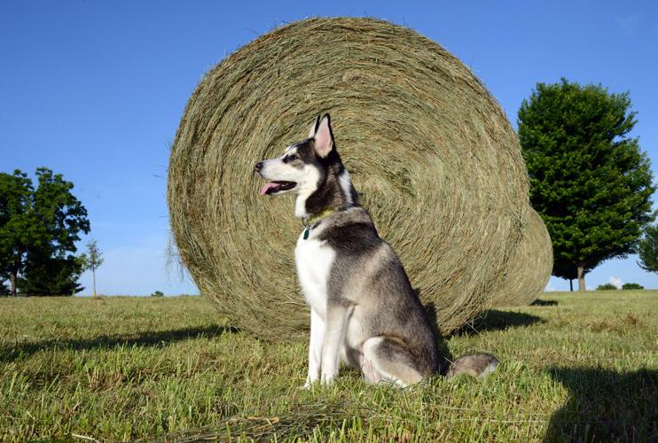 Thor, a 2020 Early Times 'All-American Dog'