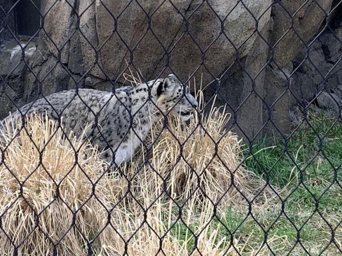 Louisville Zoo snow leopard
