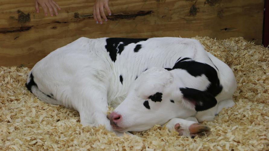 KENTUCKY STATE FAIR 2019 - LIVESTOCK COWS(16).jpg