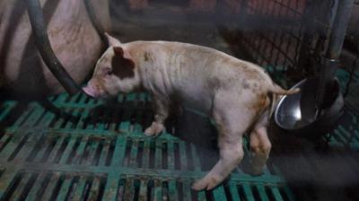 Pig, swine flu, generic