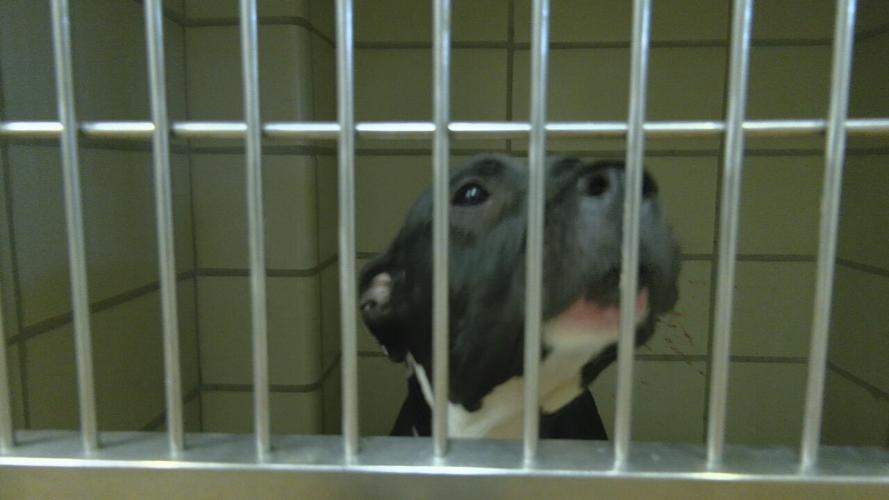 LMAS overflow (6).jpeg