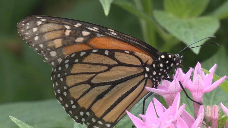 Butterfly at Louisville Zoo