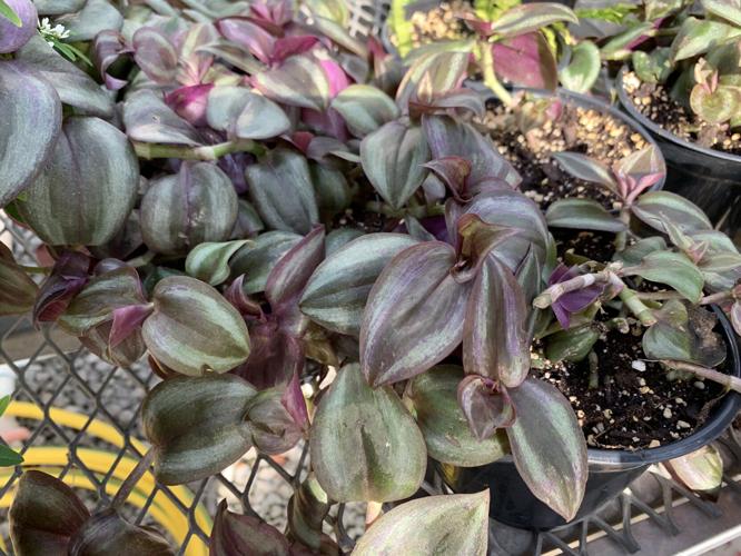 Close up of flowers in the Churchill Downs greenhouse