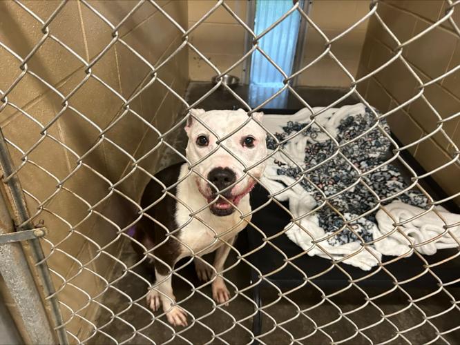 HENRY-TRIMBLE COUNTY ANIMAL CONTROL SHELTER - 7-5-2024 (1).jpeg