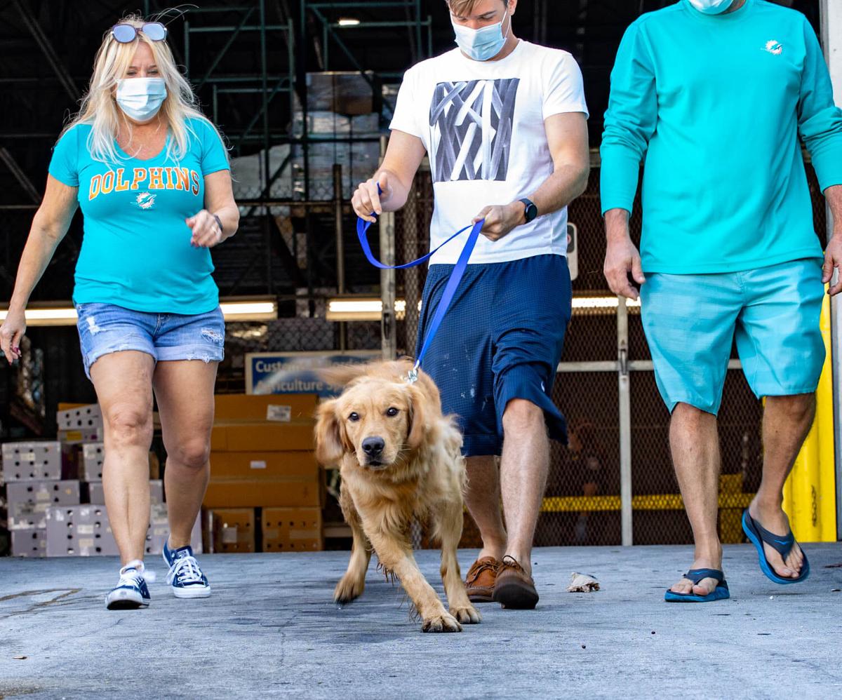 Florida Animal Rescuers Save 20 Golden Retrievers From Chinese Meat Market National Wdrb Com