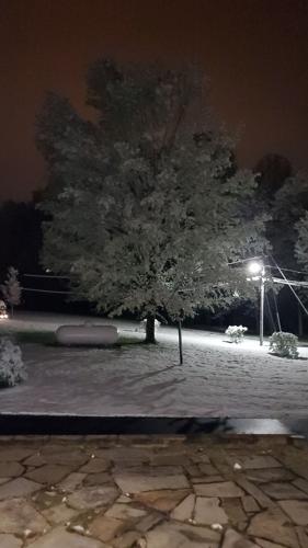 Snow on Tree in Edwardsville.jpg