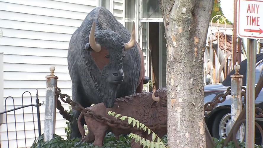 Bison at 'Jerry's Junk'