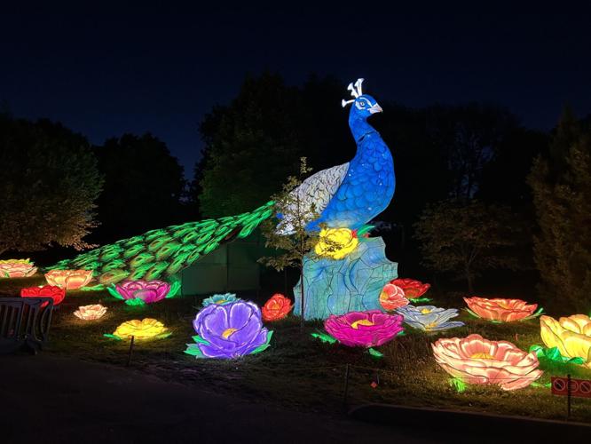 WILD LIGHTS LOUISVILLE ZOO 4