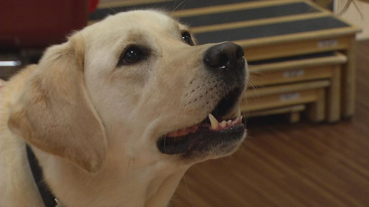 Louisville therapy dog gets donation of food, bedding ...