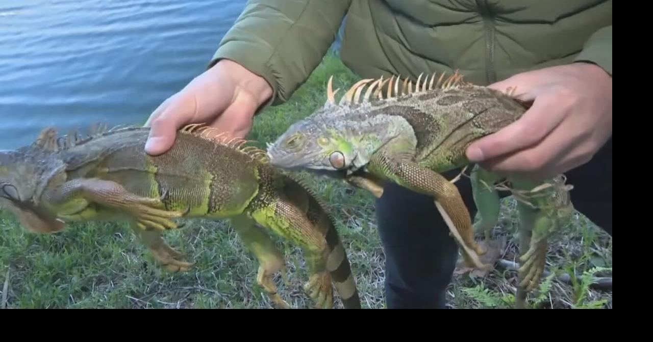 Why are lizards falling out of trees in Florida? Wdrbvideo