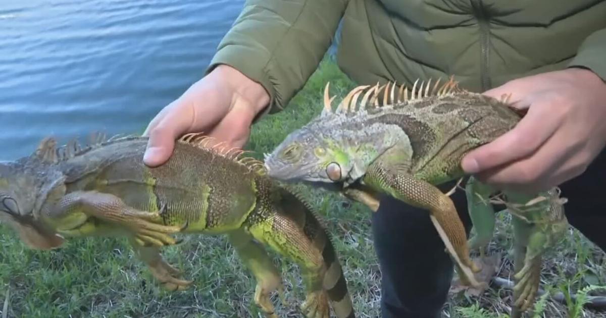Why are lizards falling out of trees in Florida? | Wdrb-video | wdrb.com