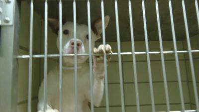 LMAS overflow (2).jpeg