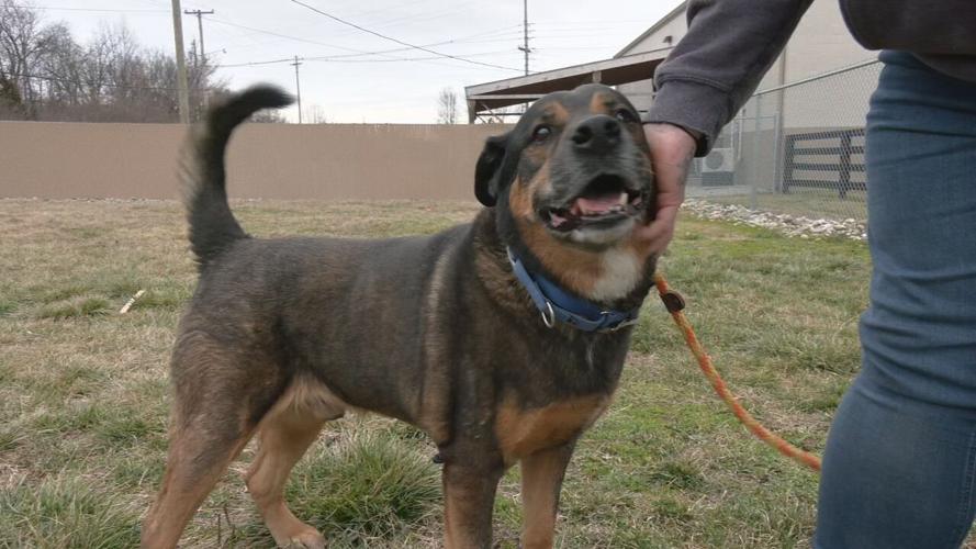 LMAS overflow (1).jpeg