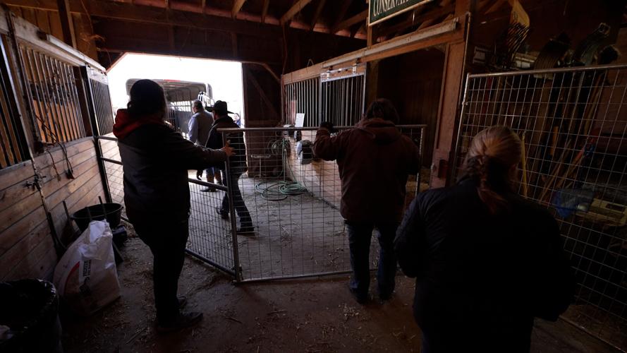 Final Cow Rescue 3.jpg