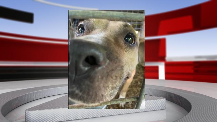 LMPD dog fighting ring bust 6-24-24