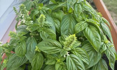 Basil