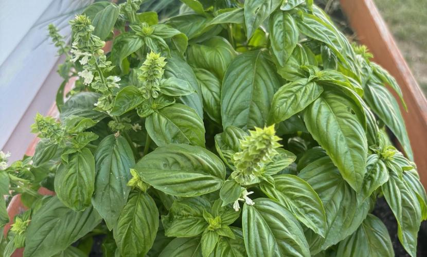 Basil
