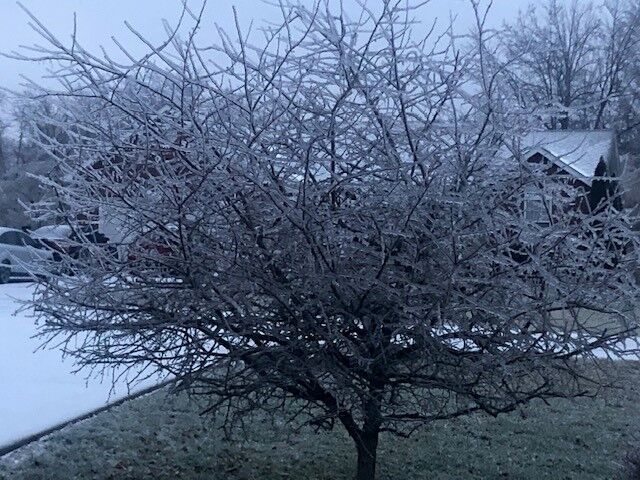 Ice on Tree between Etown and Boston.jpg