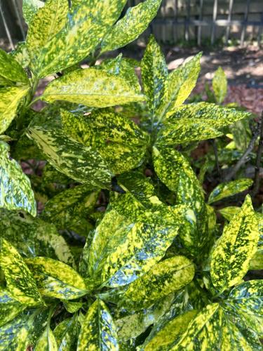 Gil's thriving plant 2