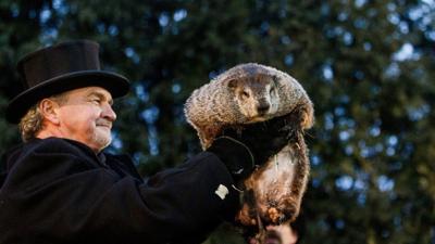 Phil groundhog