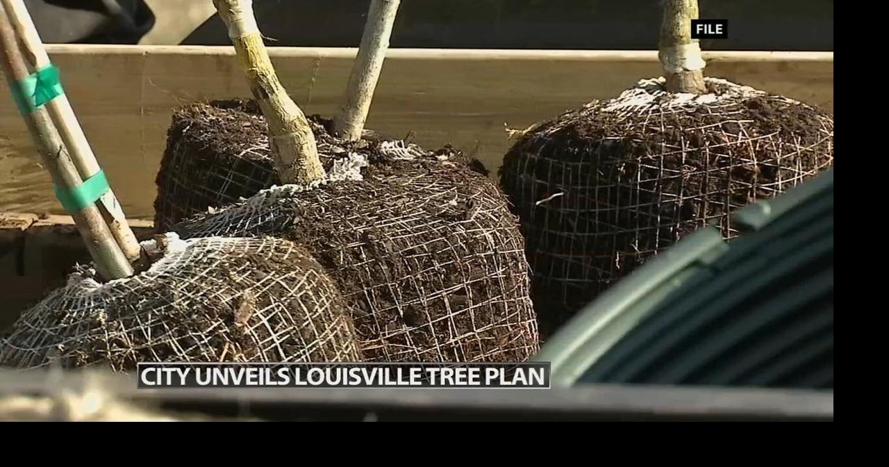 City unveils Louisville tree plan