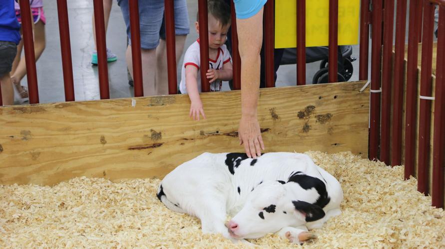 KENTUCKY STATE FAIR 2019 - LIVESTOCK COWS(17).jpg