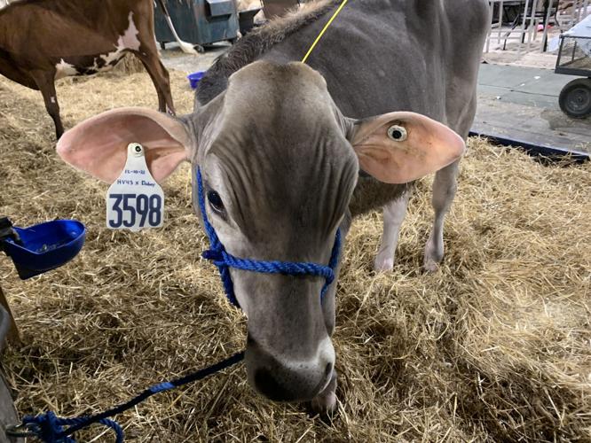 Kentucky State Fair Cow Closeup