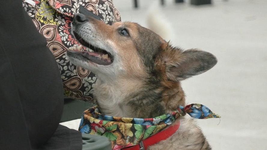 WAGGIN TAIL FESTIVAL