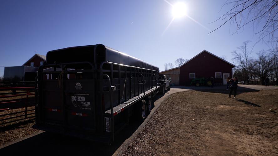 Final Cow Rescue 1.jpg