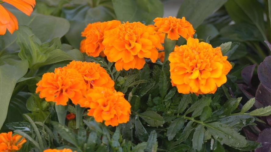 Marigolds