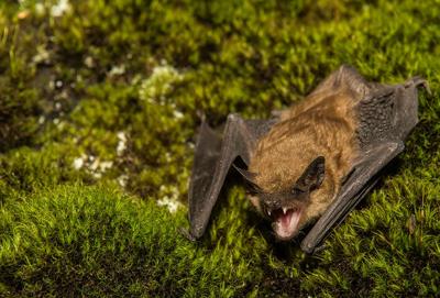 BAT - COURTESY CDC