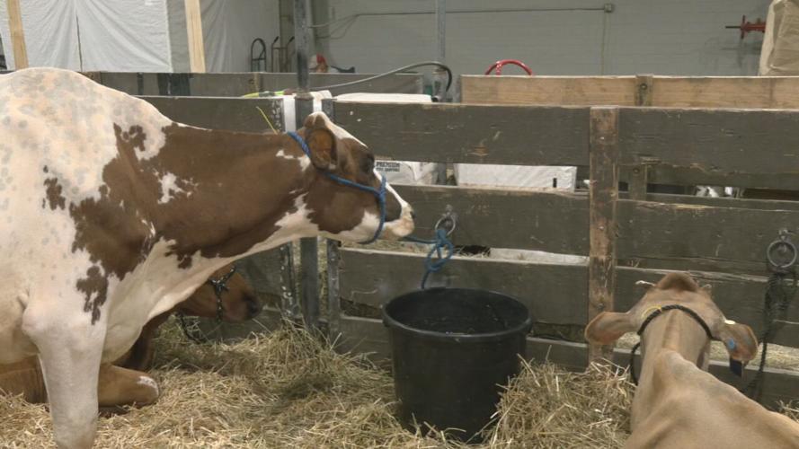 Livestock at Kentucky State Fair