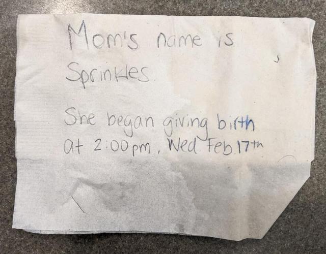 OHIO - BOMB THREAT KITTENS - 2-19-2021 4.jpg