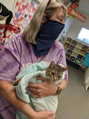 OHIO - BOMB THREAT KITTENS - 2-19-2021 5.jpg