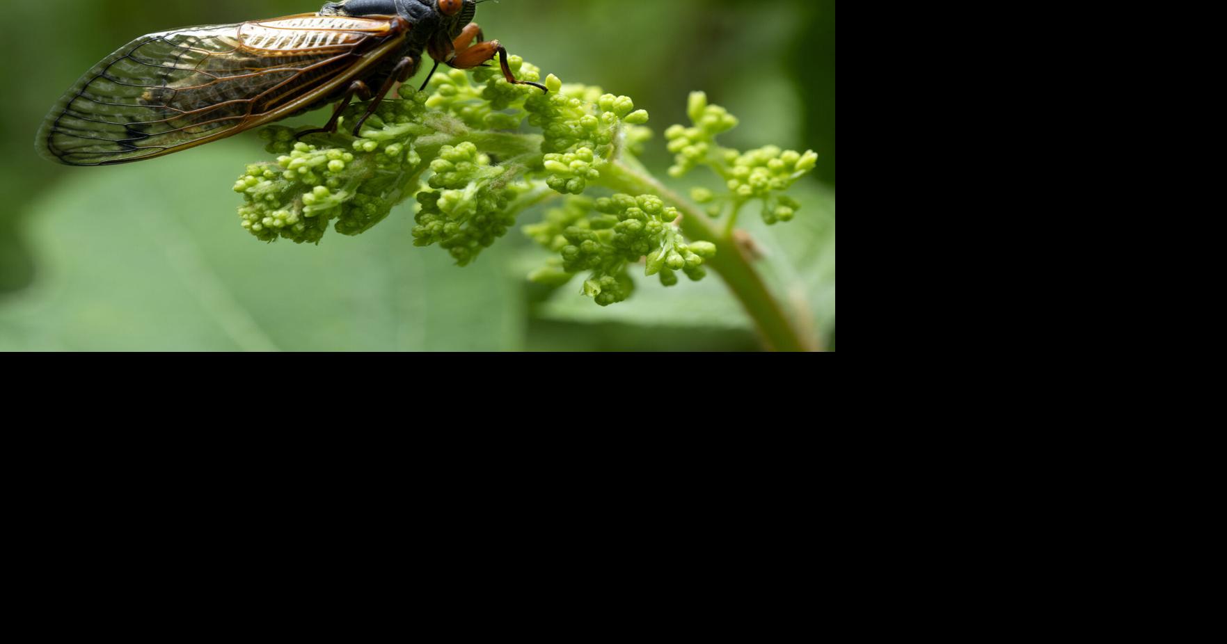 Wondering when cicadas will emerge in Louisville? Here's what to expect