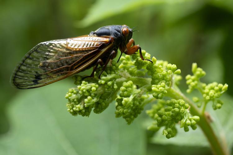 Rare Cicada llinois