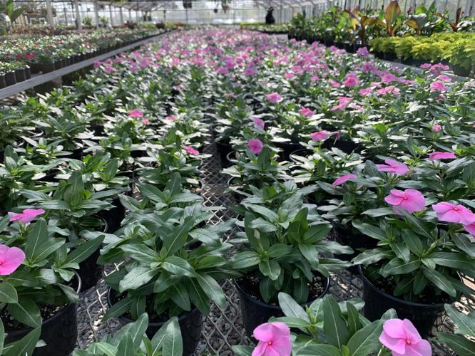 Rows of flowers at the Churchill Downs greenhouse