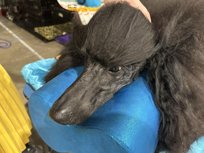 Hercules - Kentuckiana Cluster of Dog Shows