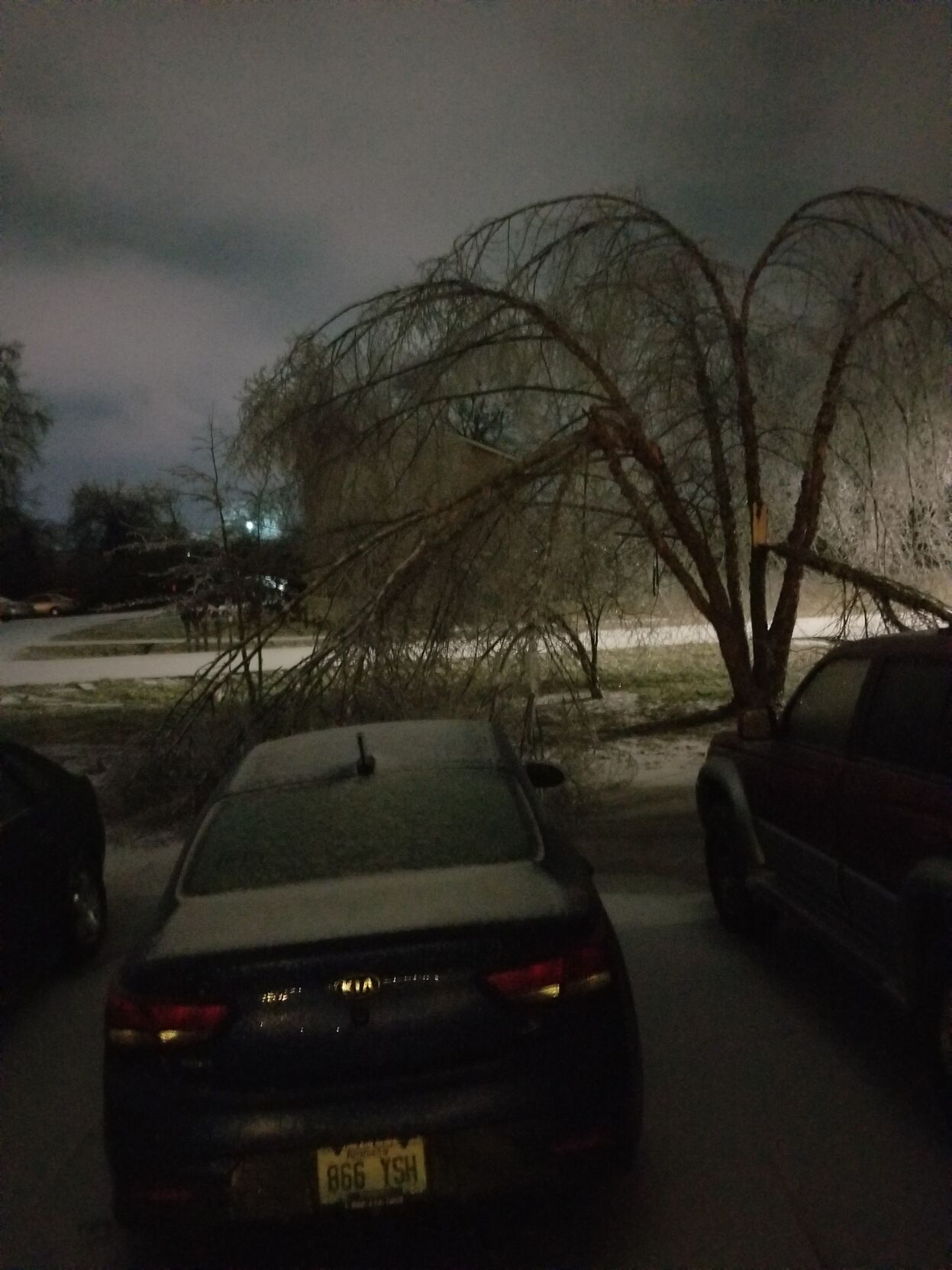 Trees down in yard in Bardstown.jpg