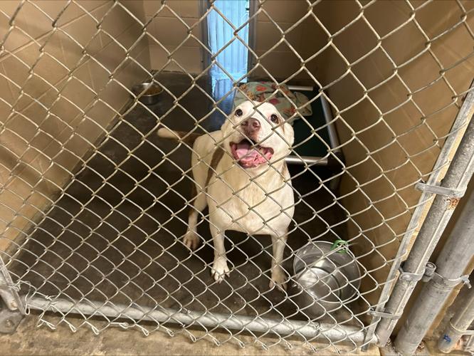 HENRY-TRIMBLE COUNTY ANIMAL CONTROL SHELTER - 7-5-2024 (2).jpeg